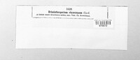 Bipolaris oryzae image